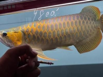 龍魚鼓眼什么原因：龍魚鼓眼怎么辦