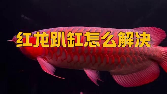 紅龍魚趴缸的原因有哪些？