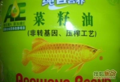 金龍魚it：金龍魚it公司發展策略
