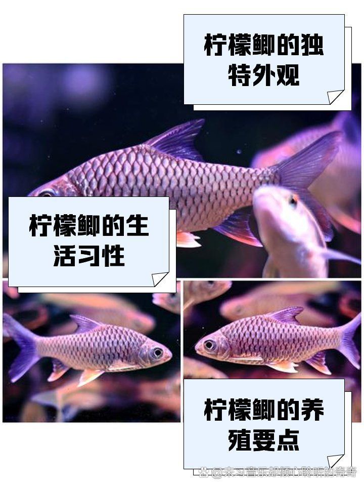 金鳳銀鳳檸檬鯽
