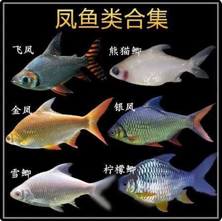 金鳳銀鳳檸檬鯽