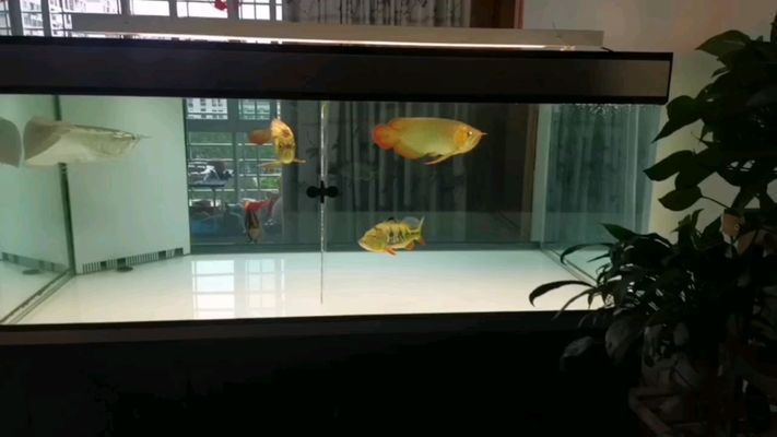 雪龍魚飼料保存方法：雪龍魚的飼料保存方法