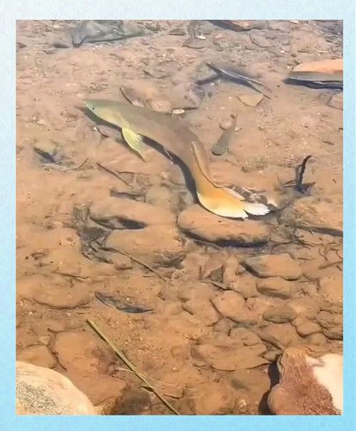 黃金龍魚圖片大全大圖高清