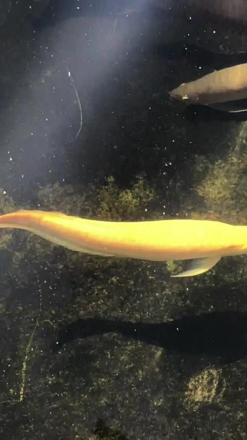 黃金龍魚圖片大全大圖高清