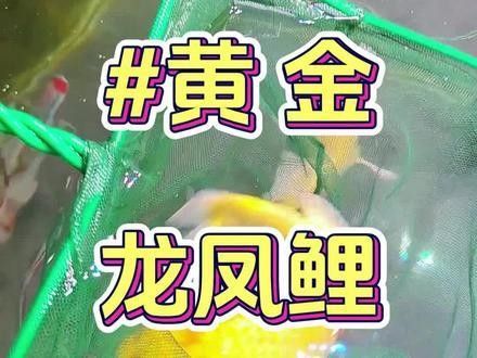 黃金龍魚圖片大全大圖高清