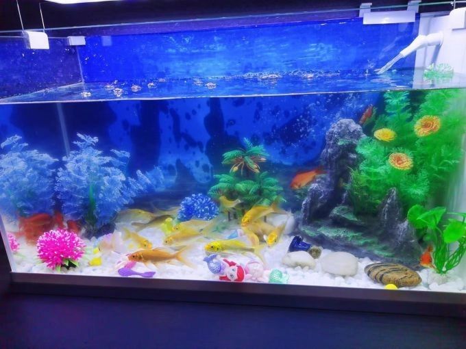黃金龍魚圖片大全大圖高清