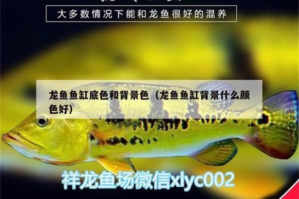 龍魚魚缸底色和背景色不一樣：如何選擇適合龍魚的魚缸