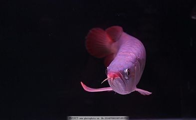 龍魚黑色背景：黑色背景對龍魚的影響