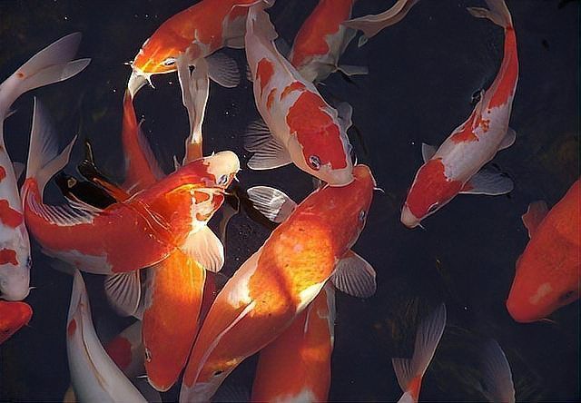 錦鯉突然死了要警惕