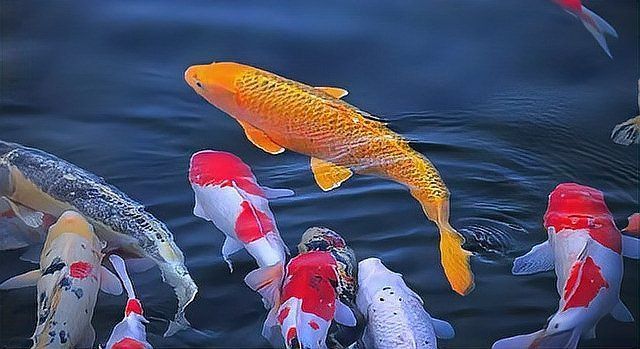 錦鯉突然死了要警惕