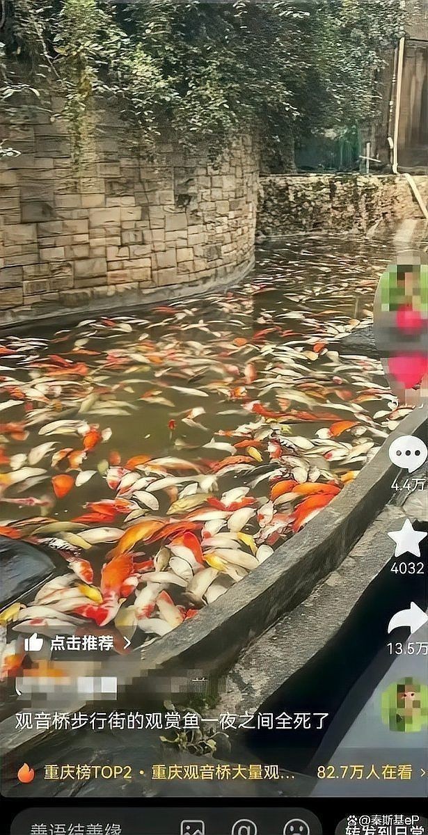 錦鯉突然死了要警惕