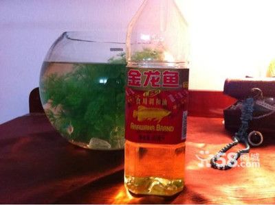 汕頭金龍魚：汕頭金龍魚在汕頭地區都有銷售，在汕頭地區都有銷售 汕頭金龍魚：汕頭金龍魚在汕頭地區都有銷售，在汕頭地區都有銷售 龍魚百科 第2張