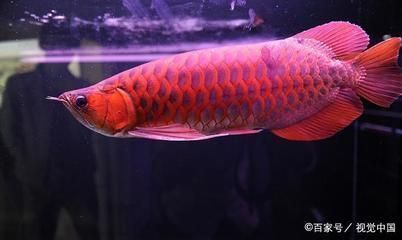 紅龍魚買什么品種好養