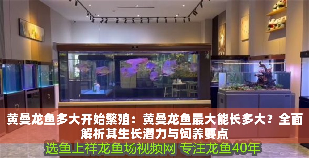 黃曼龍魚多大開始繁殖：黃曼龍魚最大能長多大？全面解析其生長潛力與飼養要點