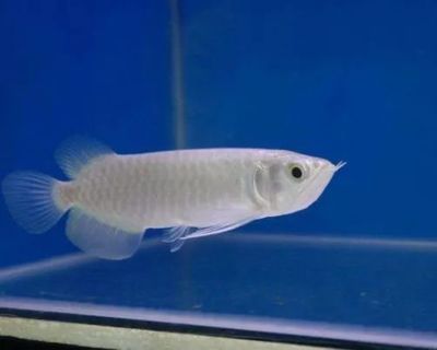 極品龍魚價格多少錢一條（極品龍魚價格）