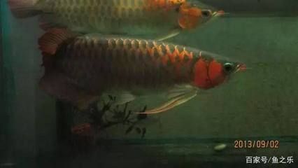 龍魚沉不下去：龍魚無法沉下去的原因及解決方法