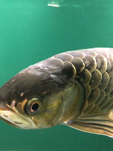 龍魚病大全圖片