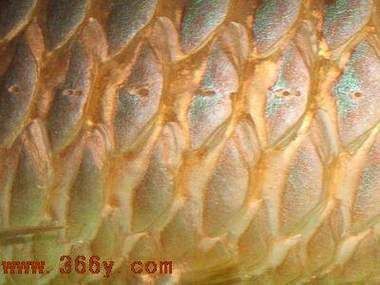 龍魚病大全圖片