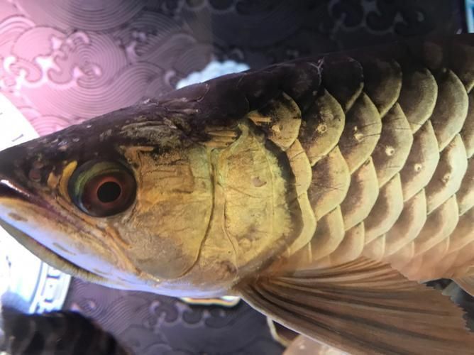 龍魚病大全圖片