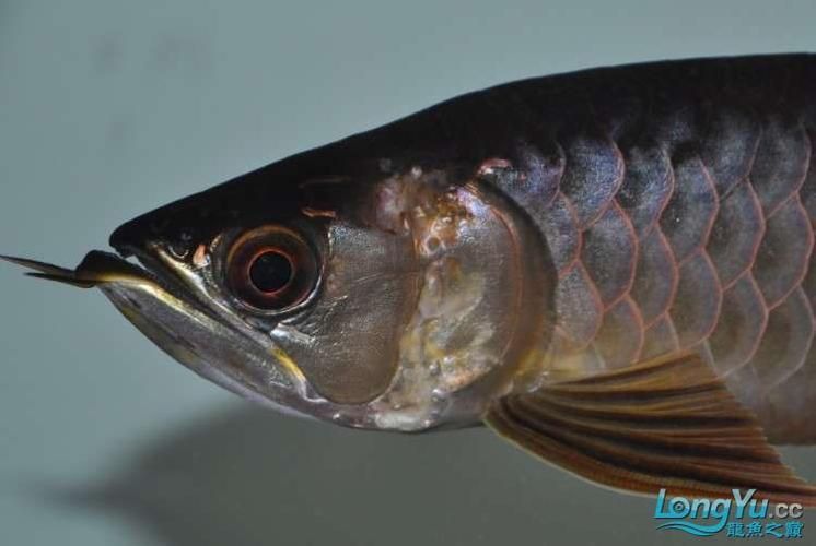 龍魚病大全圖片