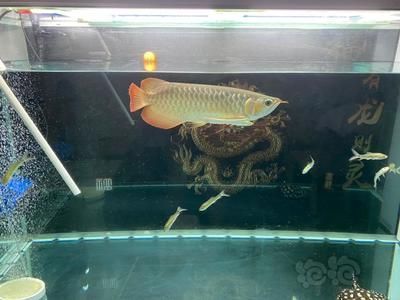 龍魚下鹽后幾天換水合適：龍魚下鹽后何時換水，下鹽后換水的時間段需要注意什么
