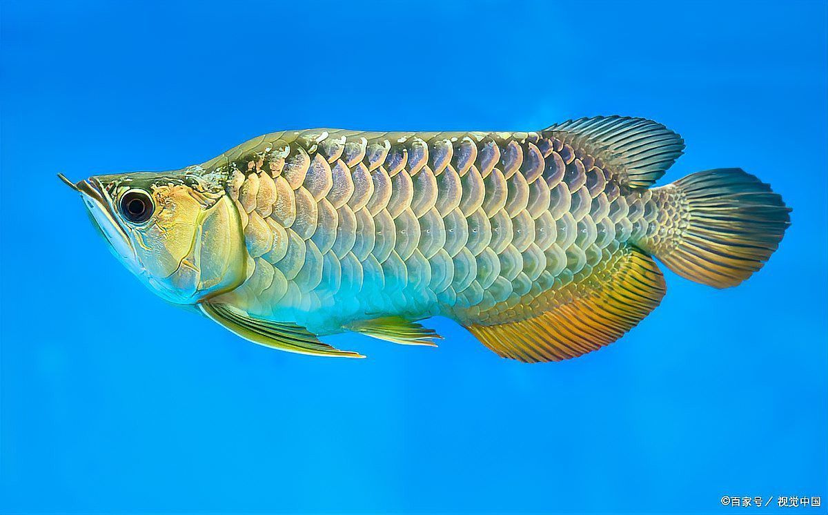 龍魚(yú)鎮(zhèn)宅需要哪些搭配
