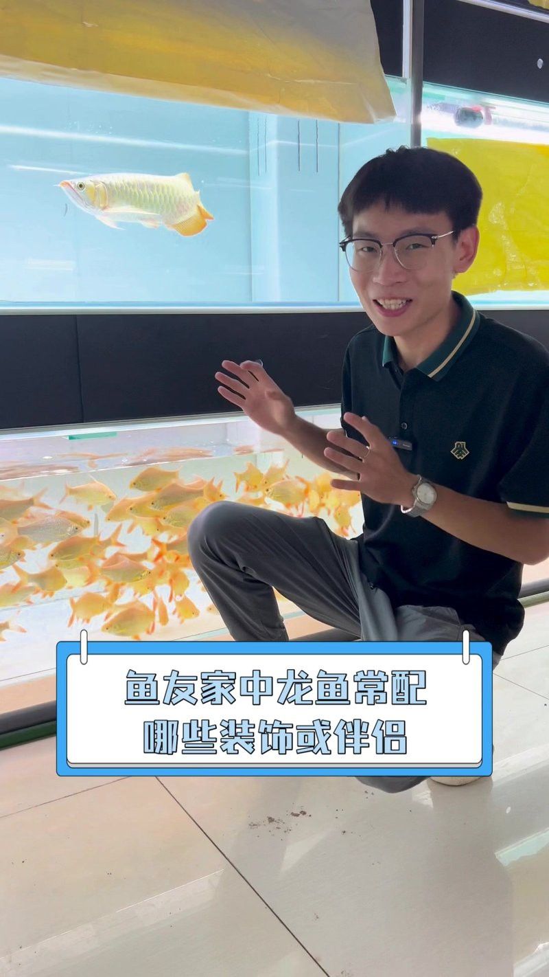 龍魚鎮(zhèn)宅需要哪些搭配 龍魚鎮(zhèn)宅需要哪些搭配 龍魚百科 第7張