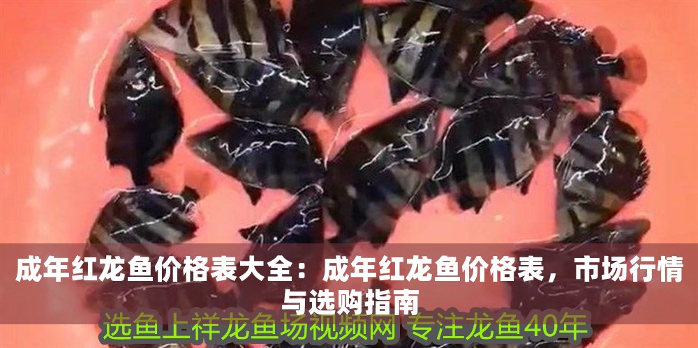 成年紅龍魚價格表大全：成年紅龍魚價格表，市場行情與選購指南