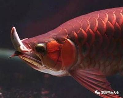 龍魚吃啥？：關(guān)于龍魚的飲食習(xí)慣