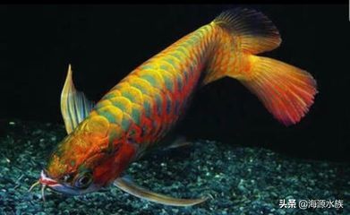 龍魚吃啥？：關(guān)于龍魚的飲食習(xí)慣