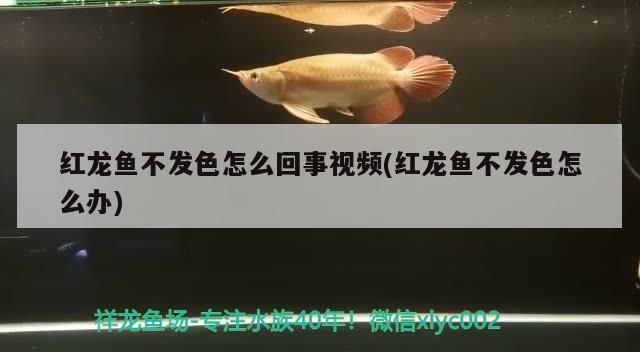 金龍魚混養魚最佳搭配圖片欣賞視頻：金龍魚的混養