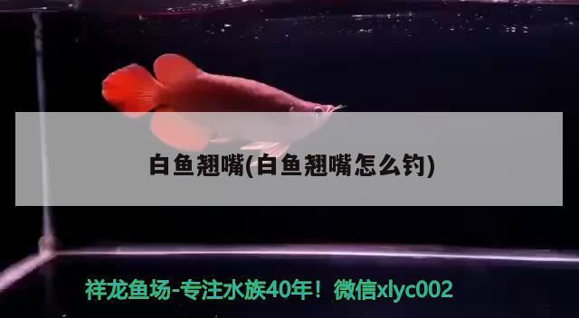 金龍魚混養魚最佳搭配圖片欣賞視頻：金龍魚的混養