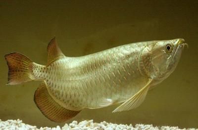 紅尾珍珠龍魚：紅尾珍珠龍魚在飼養過程中需要注意水質、水溫和食物等問題