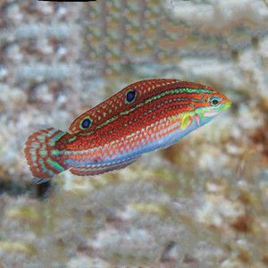 紅尾珍珠龍魚：紅尾珍珠龍魚在飼養(yǎng)過(guò)程中需要注意水質(zhì)、水溫和食物等問(wèn)題
