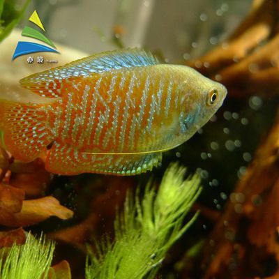 紅尾珍珠龍魚：紅尾珍珠龍魚在飼養(yǎng)過(guò)程中需要注意水質(zhì)、水溫和食物等問(wèn)題