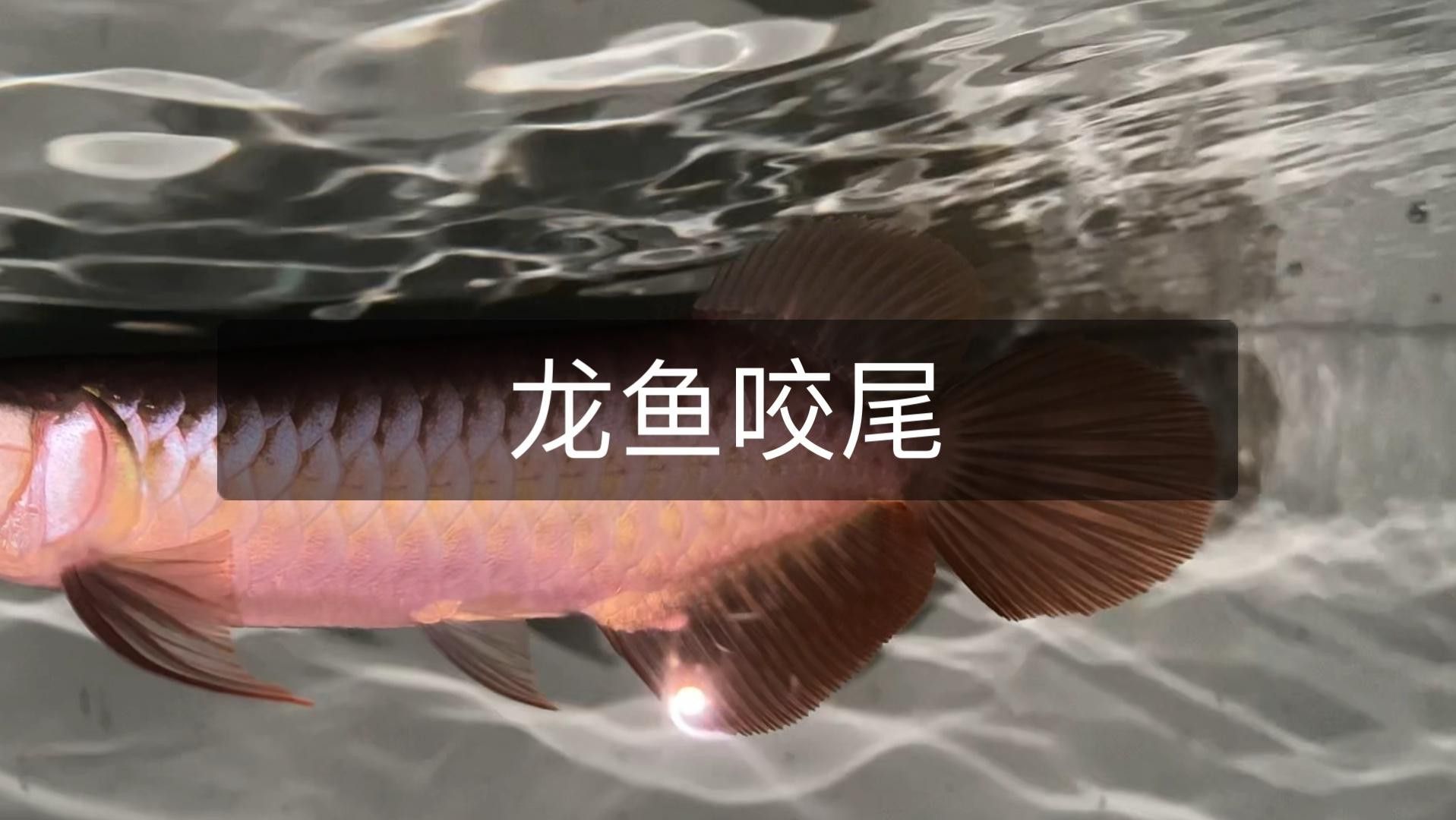 如何預防龍魚再次咬尾？