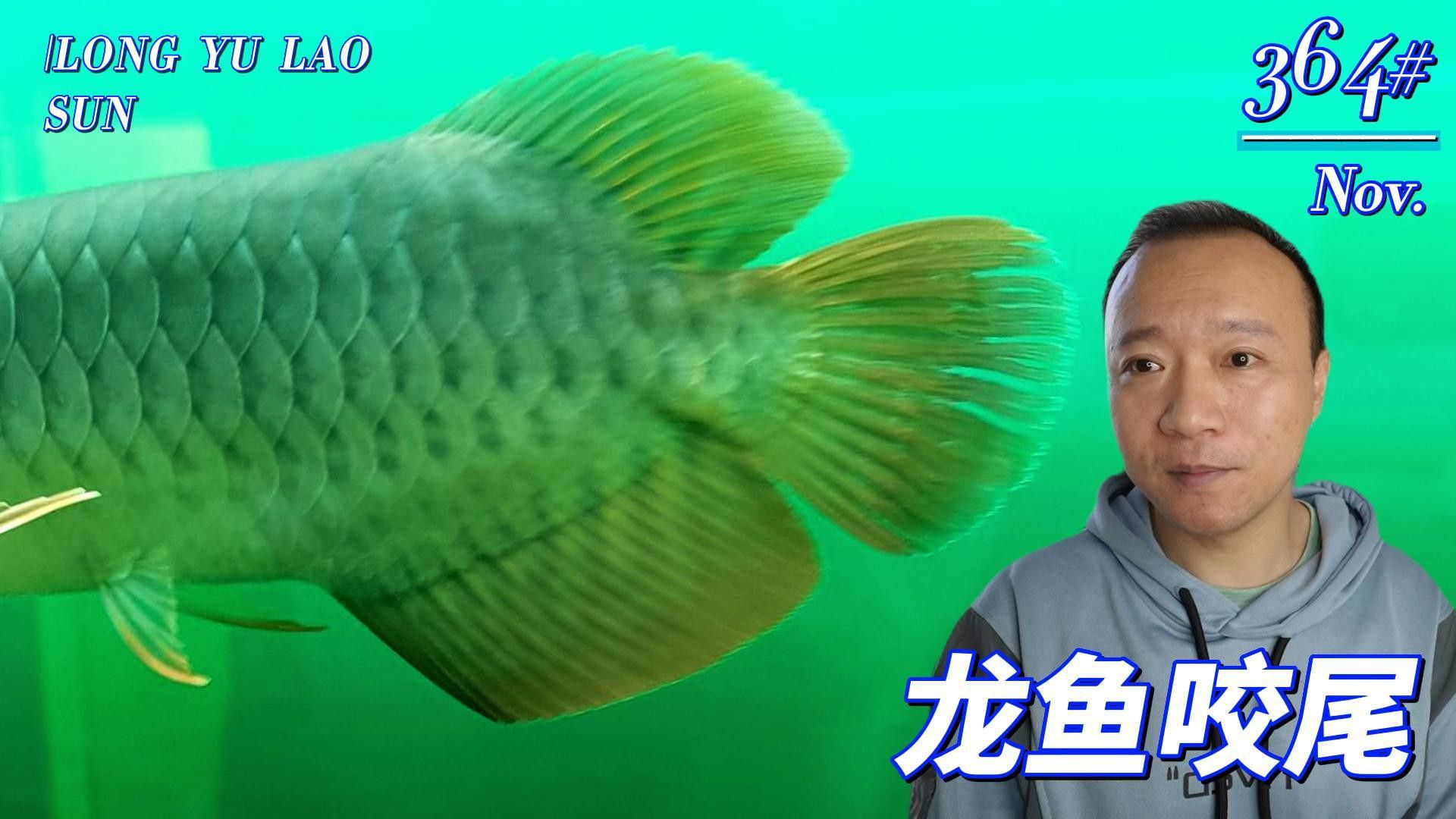 如何預防龍魚再次咬尾？