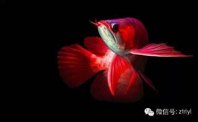 為什么起名叫金龍魚（金龍魚為什么被稱為“金龍魚”）