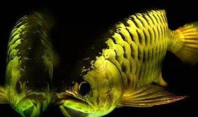 為什么起名叫金龍魚（金龍魚為什么被稱為“金龍魚”）