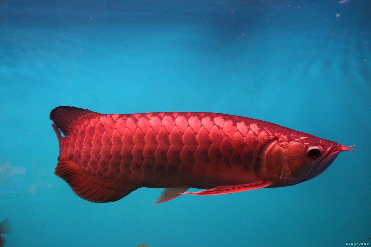紅龍魚最佳觀賞年齡