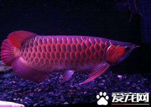 龍魚野外生活在多少溫度：龍魚的野外生活在多少溫度