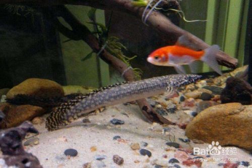 恐龍魚好養活嗎為什么（恐龍魚的養殖難度是許多潛在飼養者關心的問題，恐龍魚比較好養活） 恐龍魚好養活嗎為什么（恐龍魚的養殖難度是許多潛在飼養者關心的問題，恐龍魚比較好養活） 龍魚百科 第4張