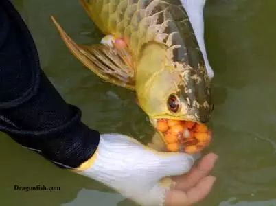 龍魚產(chǎn)卵怎么又吃回去（為什么龍魚產(chǎn)卵后會(huì)吃回自己的卵？）