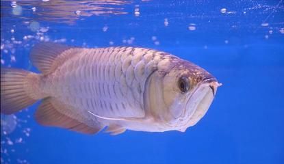 龍魚靜止不動：龍魚靜止不動可能由多種原因引起
