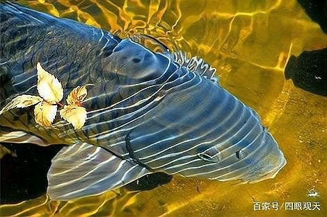 長尾龍鳳錦鯉的壽命有多長？