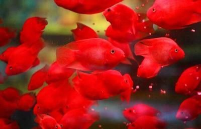 銀龍魚能和小金魚一起養嗎（銀龍魚和小金魚可以一起養嗎？）