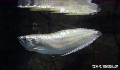 銀龍魚能和小金魚一起養嗎（銀龍魚和小金魚可以一起養嗎？）