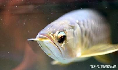 銀龍魚能和小金魚一起養嗎（銀龍魚和小金魚可以一起養嗎？）