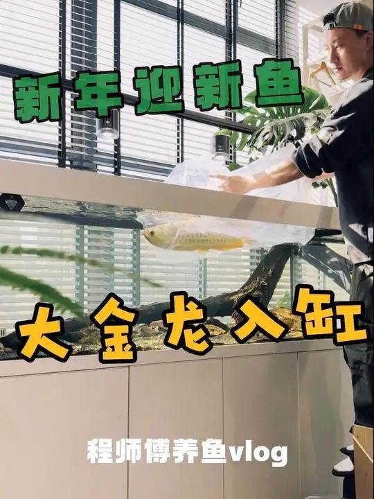 金龍魚翹頭和炮彈頭的市場(chǎng)價(jià)格