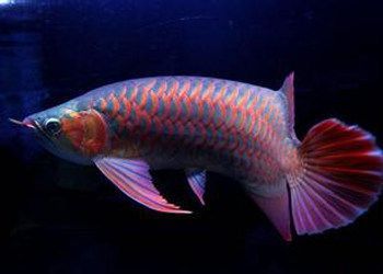 龍魚深海龍魚:深海龍魚是一種適應了深海極端環境的生物 龍魚百科 第2張 龍魚深海龍魚:深海龍魚是一種適應了深海極端環境的生物 龍魚深海龍魚:深海龍魚是一種適應了深海極端環境的生物 龍魚百科 第2張